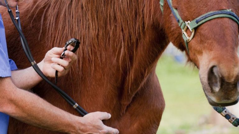 Sinaloa está libre de enfermedades de equinos