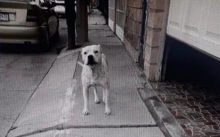 Multan a mujer que sacó a su perro para evitar lectura de agua