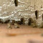 sapos-venenosos-florida2432019nota