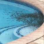 sapos-venenosos-florida2432019nota3