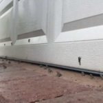 sapos-venenosos-florida2432019nota4