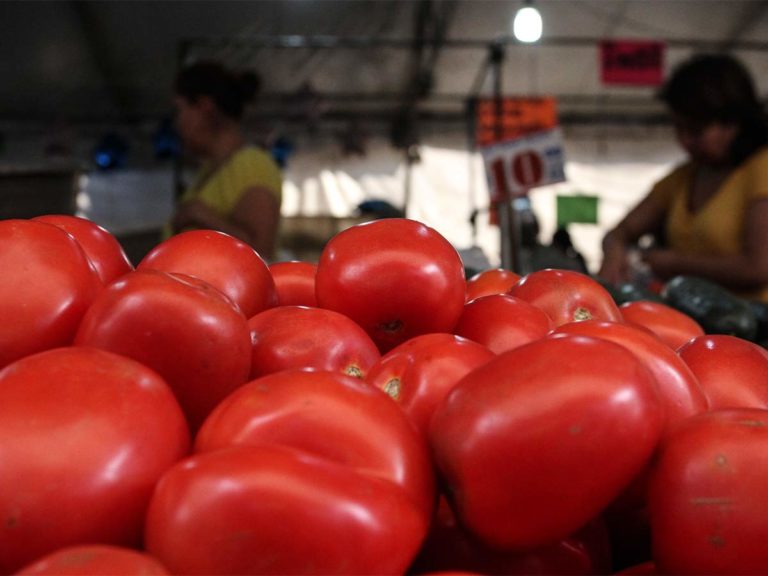 Jitomate mexicano en peligro; toman medidas en todo el país
