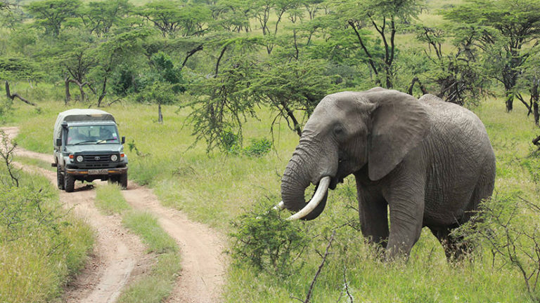 Cazador cazado: queda cráneo tras ataque de elefante y leones