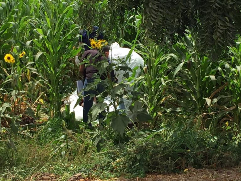 Con un balazo en la cabeza hallan a ejecutado en El Batallón, Navolato