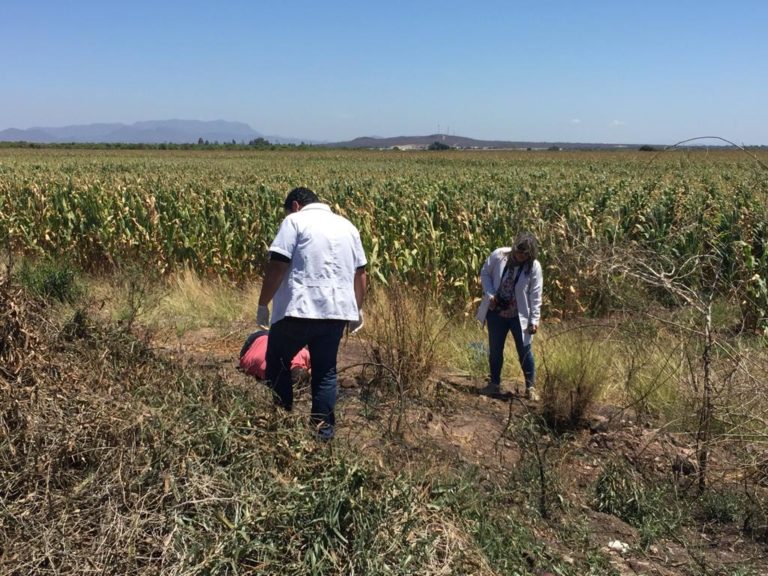 Hallan cadáver de un hombre en ‘El Tigre’, Navolato