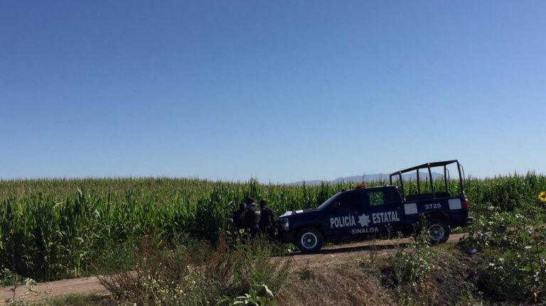 Cae avioneta en milpa de La Palma, Navolato