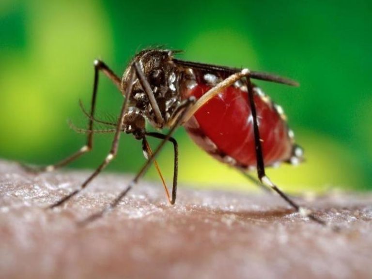 Aparece nuevo caso de dengue en Navolato: es un adulto mayor de Villa Juárez