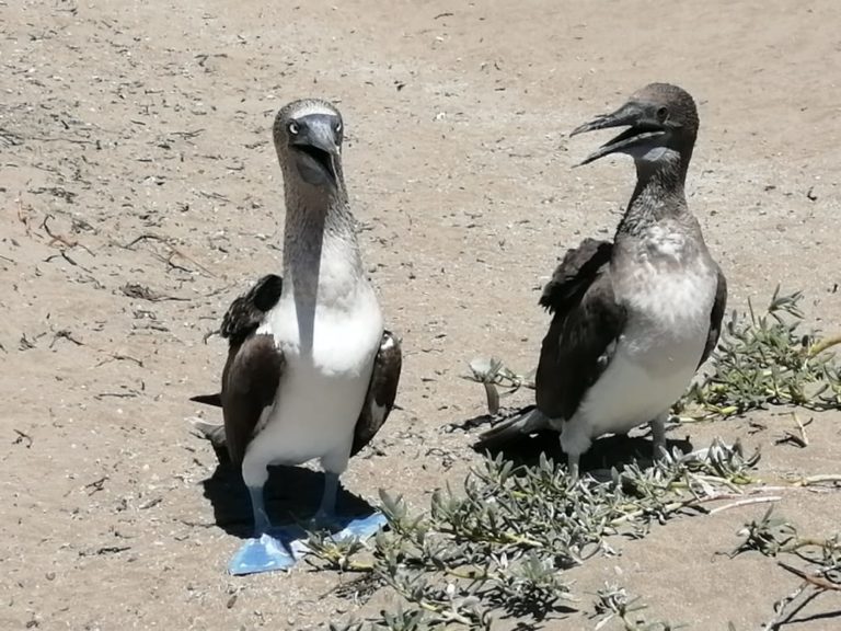 Son de patas azules y viven en la Bahía de Santa María