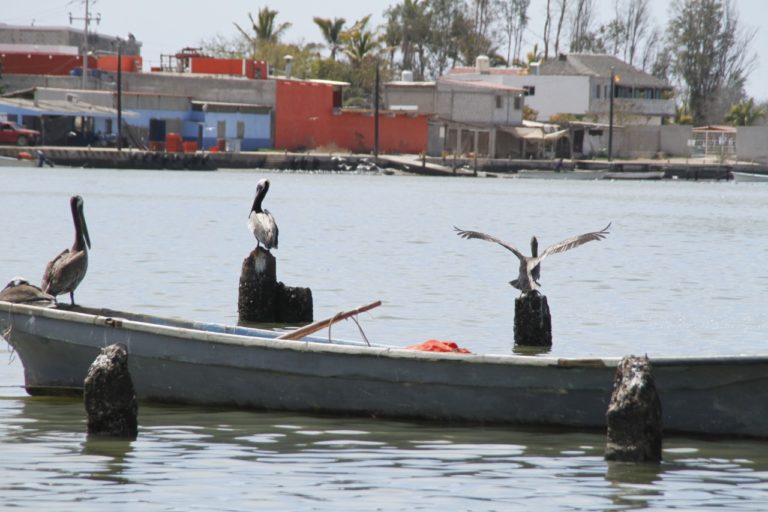 La Reforma podría ser en 2019 el puerto más joven de México