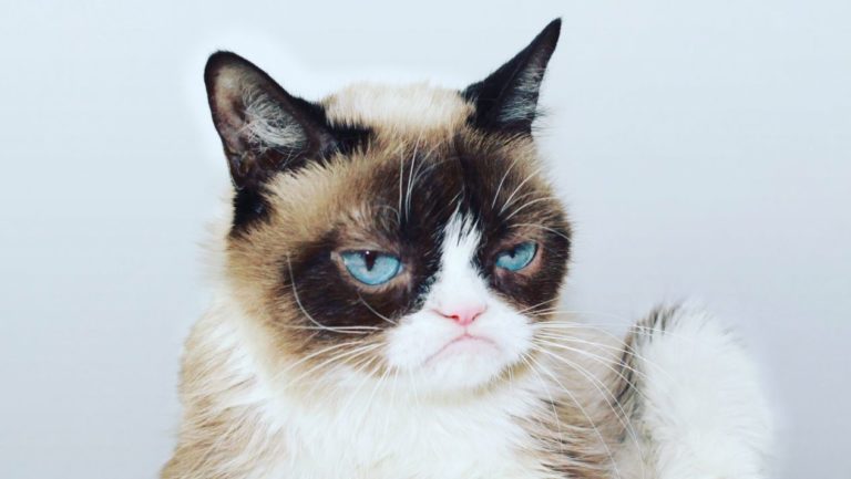 Muere Grumpy Cat, el gato más famoso de internet