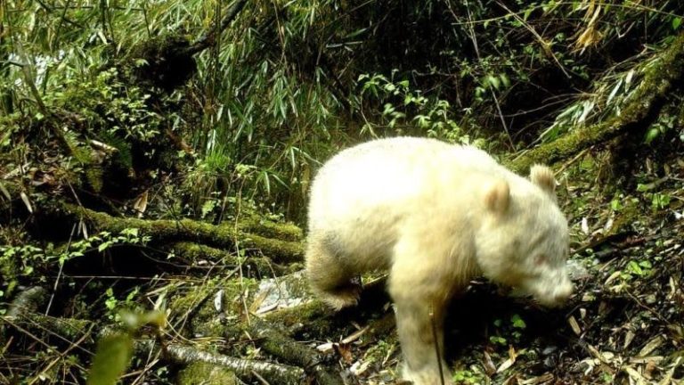 Esta es la primera foto en la historia de un panda gigante albino