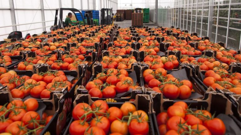 Tomateros mexicanos analizan apelar negativa de corte de EU de suspender arancel