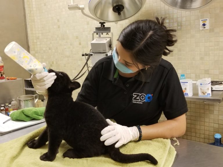 Un jaguar, el nuevo huésped del Zoo Culiacán