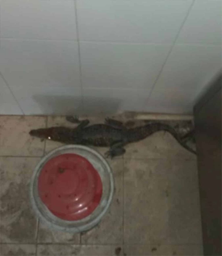 Hallan cocodrilo en restaurante de Nuevo León