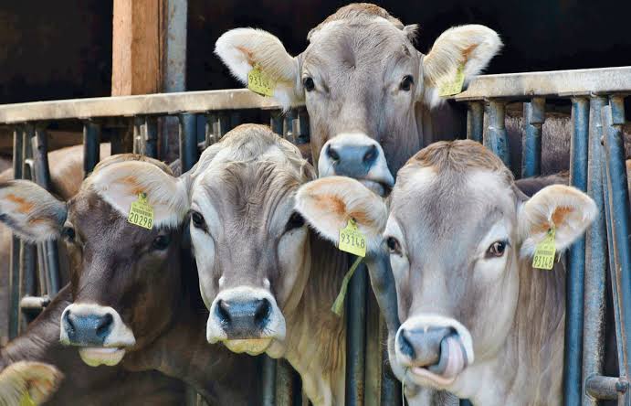 Pese a vacaciones hay servicio, dice SAyG a productores