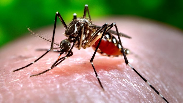 El dengue, la nueva amenaza tras Ivo