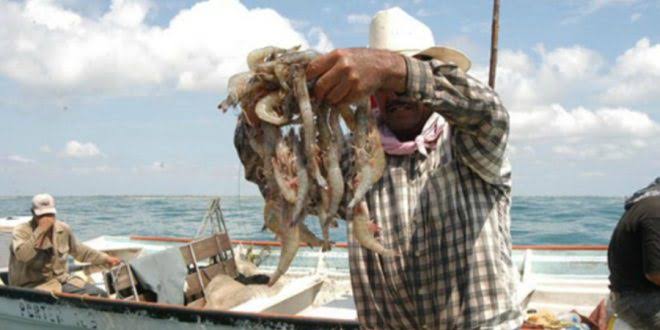 Levantan veda al camarón el 24 de septiembre para ribereños y el 30 para altamar