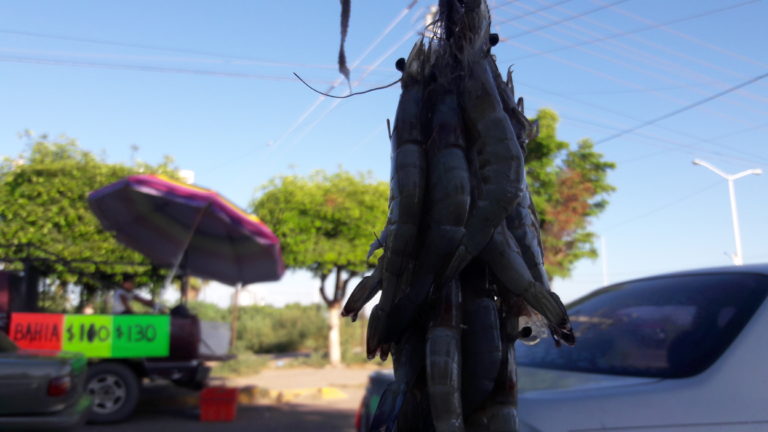 Aumenta hasta 15% precio del kilogramo de camarón