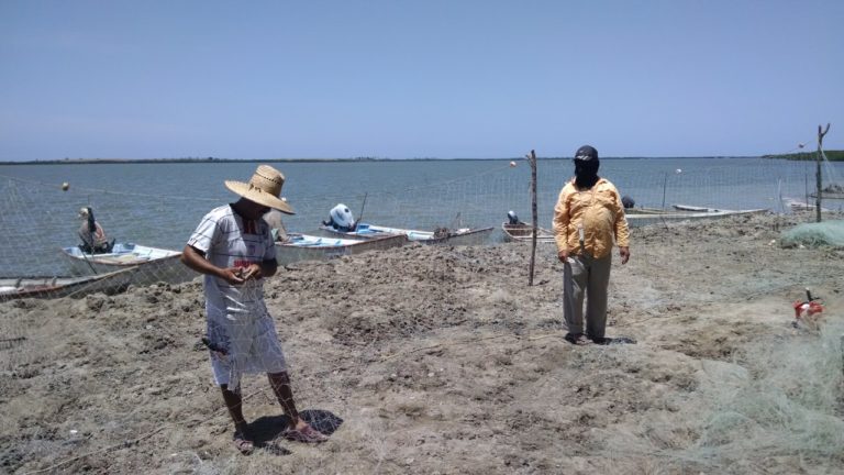 Arrancan las capturas de camarón en bahías de Sinaloa