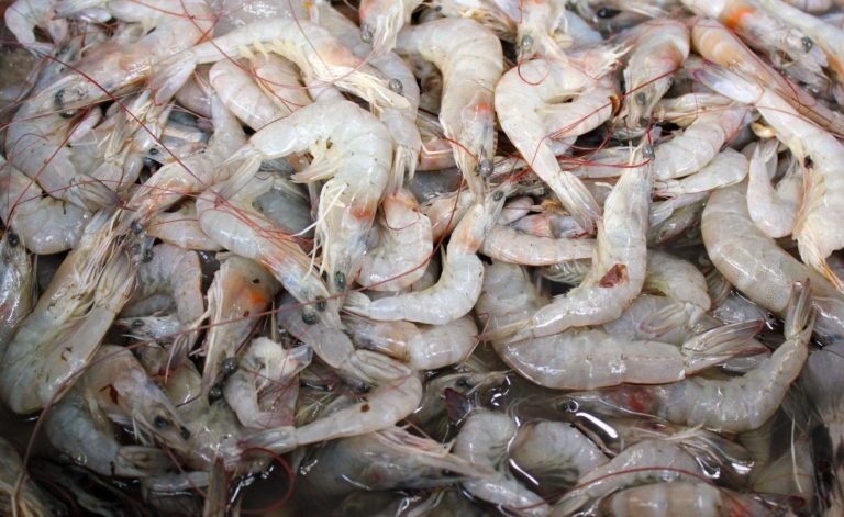 Analizan autoveda en Altata por crítica captura de camarón