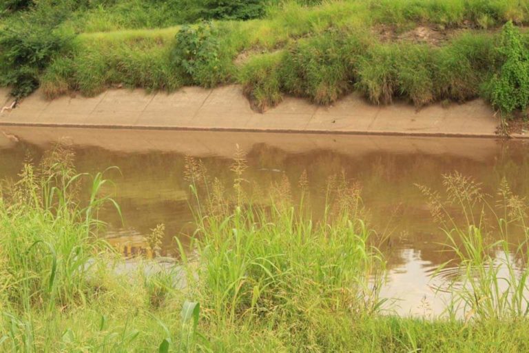 Avistan cocodrilo de 3 metros y se les pierde