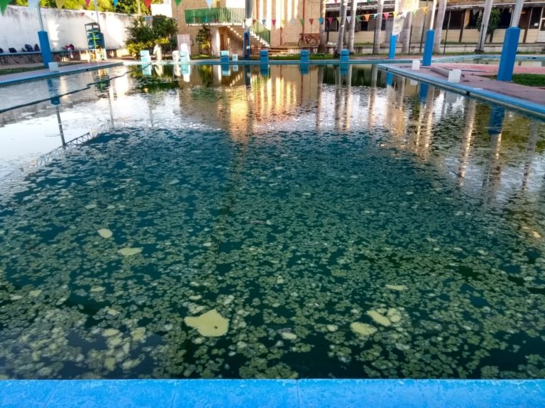 El IMSS tiene el criadero más grande de mosco en Navolato