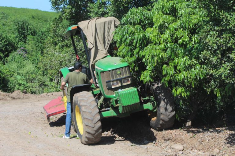 Matan abejas a anciano en ‘El Tamarindo’