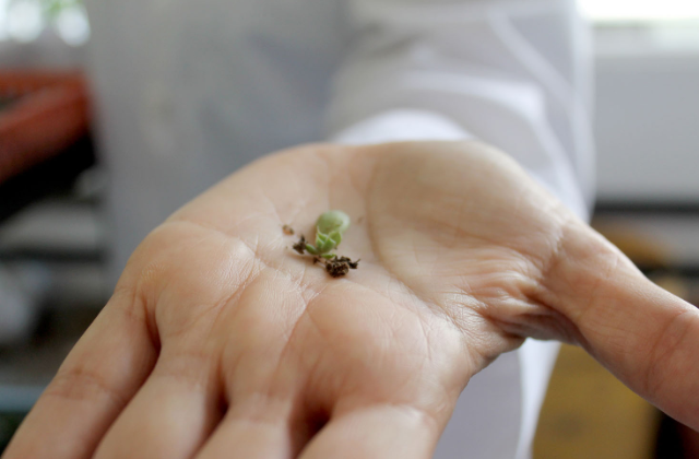 Plantas de Sinaloa podrían ser la cura para la diabetes mellitus tipo 2