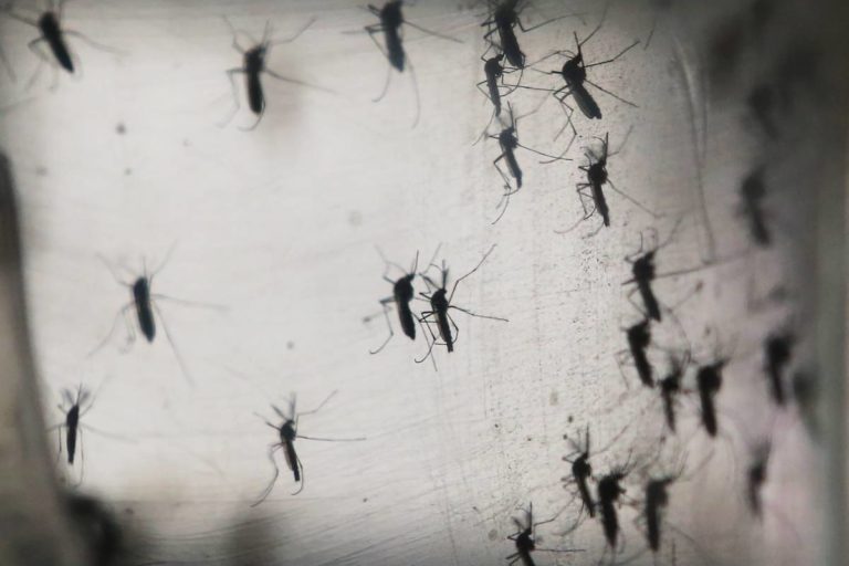 Dengue: dos infectados en Navolato; hay 12 casos probables más