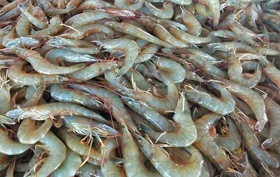 Sepultado precio del camarón