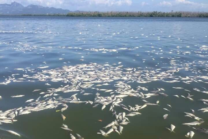Emiten alerta sanitaria por mortandad de peces en El Rosario