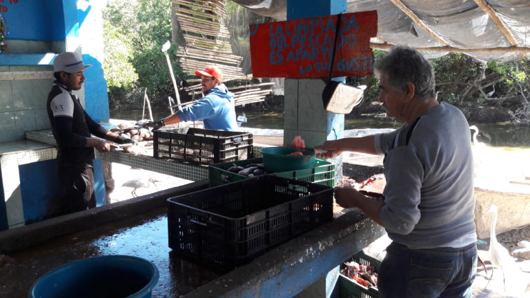 Destina Sinaloa $93 millones al sector pesquero