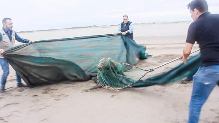 Capturan y llevan a Culiacán a lobo marino malherido de Altata