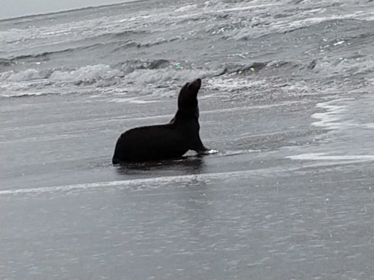 Fueron una semana después: síndico de Altata sobre presunto lobo marino baleado