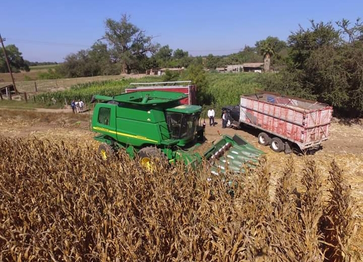 Pierden productores de maíz hasta 1.5 toneladas por hectárea en Sinaloa