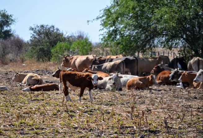 Destapan en Navolato presunto plagio de identidades para apoyo ganadero