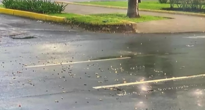 Atentado contra secretario deja 3 muertos (video)