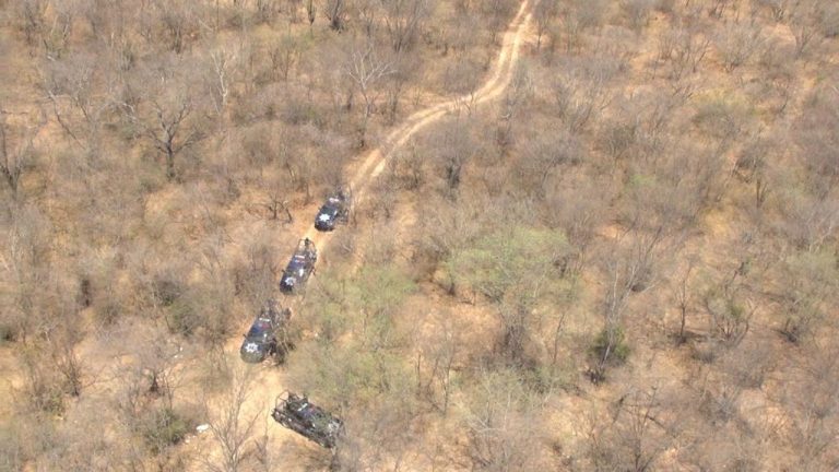 Localizan plantío de mariguana en Jesús María