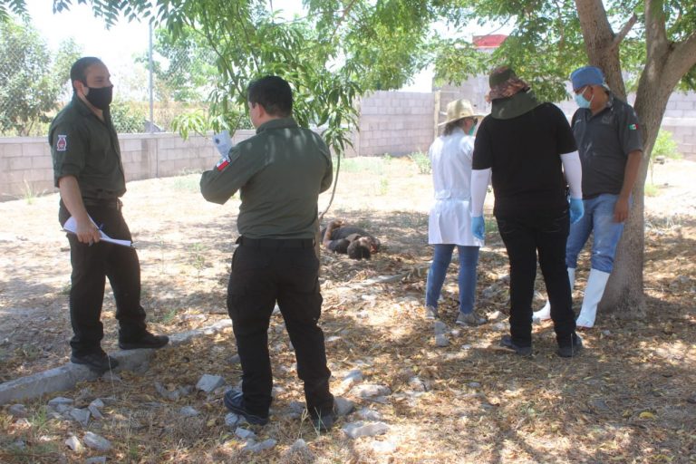 A golpes y degollado lo hallan muerto en Buenos Aires, Navolato