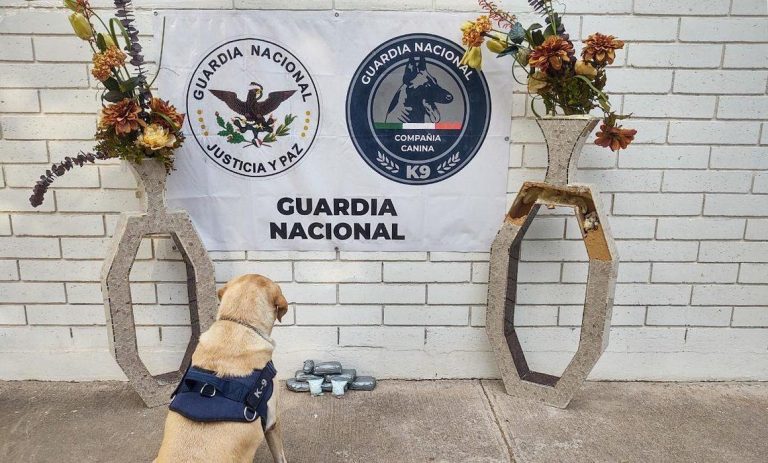 Estaban en floreros; eran mil 500 pastillas de fentanilo