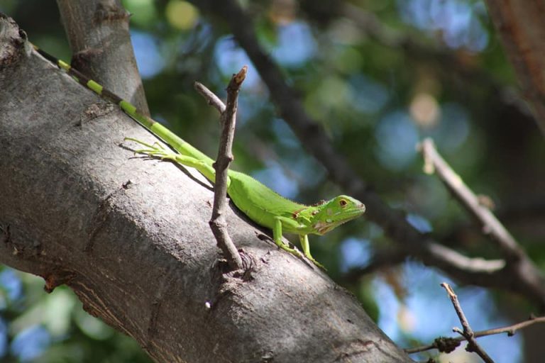 Primeras crías de iguana verde recorren el Parque Las Riberas
