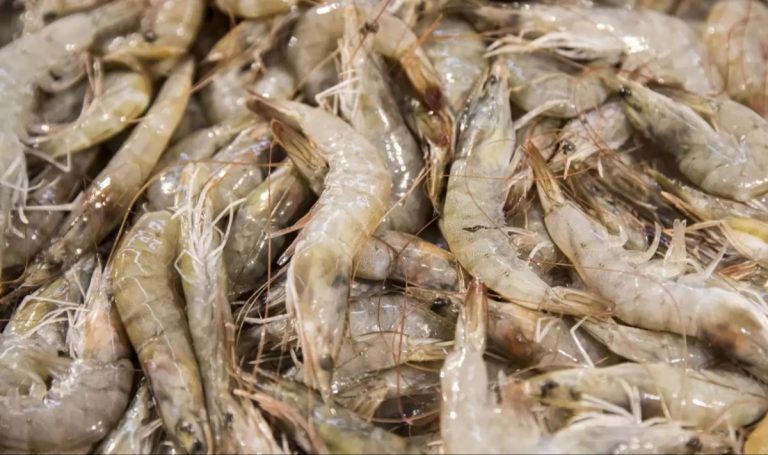 China ahora apunta contra los camarones tras muestras que dieron positivo a COVID-19