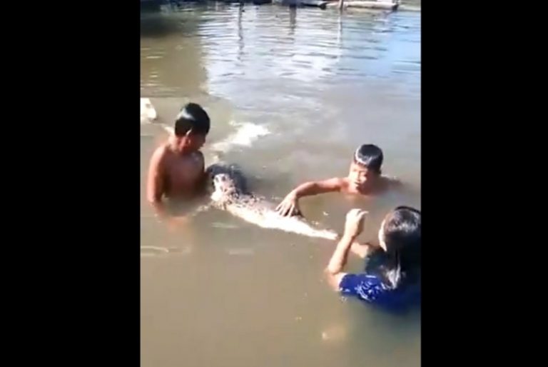 Captan a niños nadar y jugar con un cocodrilo en Indonesia (video)