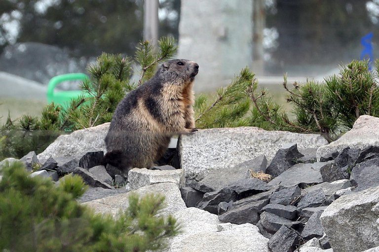 Emite China alerta por caso de peste bubónica