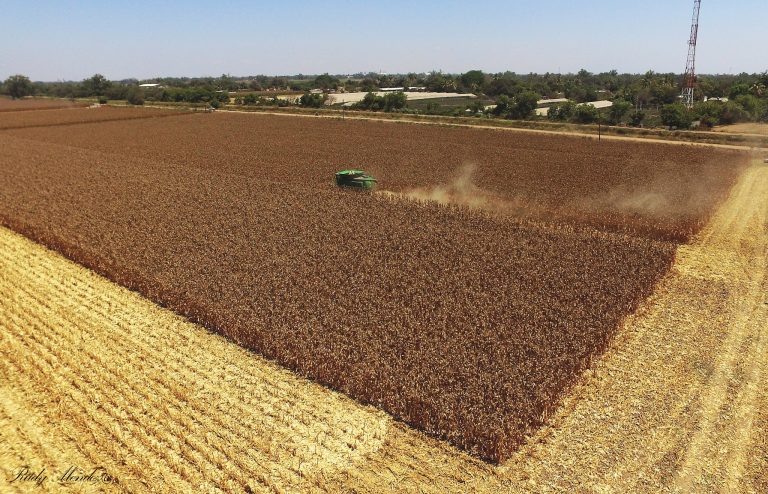 Registra récord superávit en balanza comercial agroalimentaria