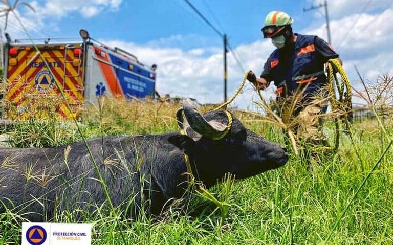 Entra búfalo a clínica en Querétaro