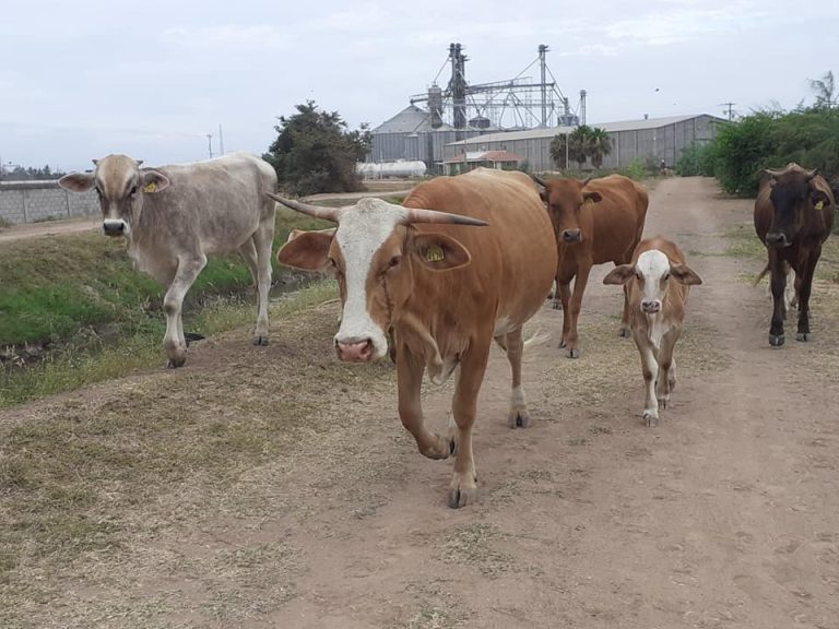 A punto del embargo, Ganadera Navolato