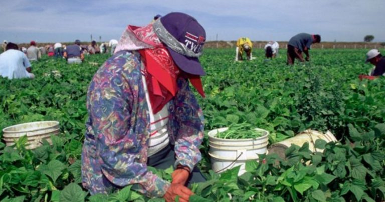 Piden revisión a agrícolas de Navolato por abusos a jornaleros
