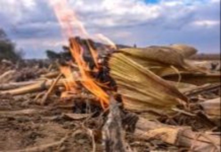 Aprueban hasta 7 años de cárcel a quien queme socas en Sinaloa