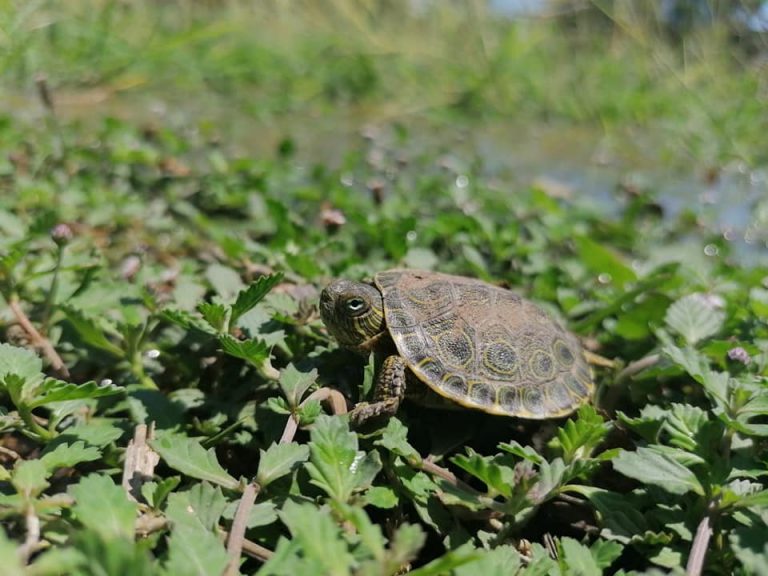 Tortugas de río, nuevas visitantes del Parque Las Riberas